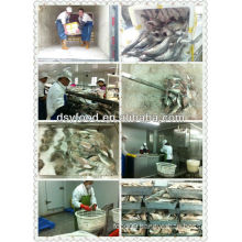 Sea bass fillet production